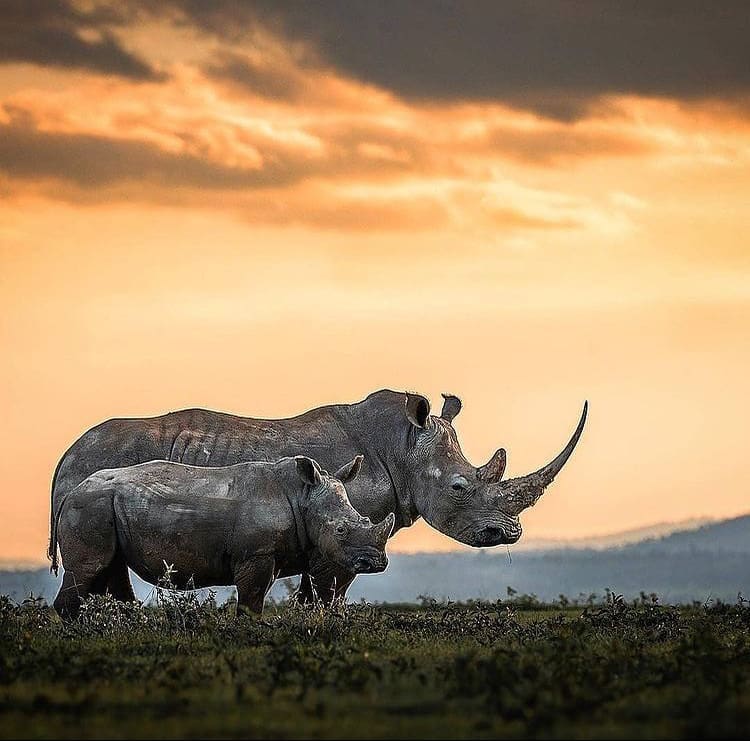 A white rhino mother and calf in Kenya